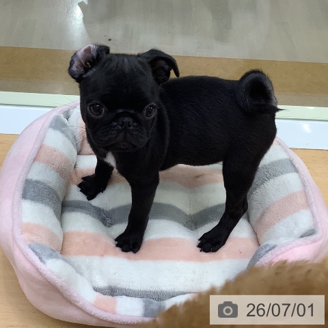 福岡県のパグ (ペットプラス 福岡店/2026年4月16日生まれ/男の子/ブラック)の子犬の3枚目の画像