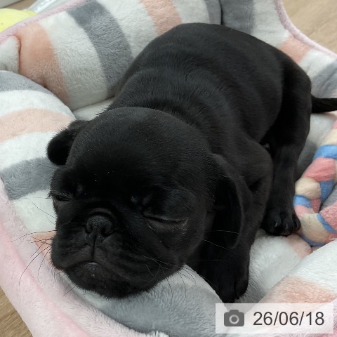 パグの写真