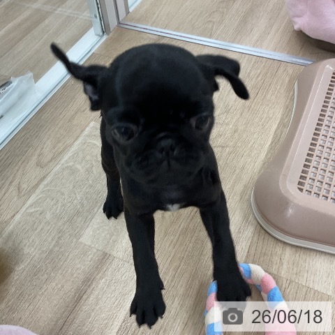 パグの写真