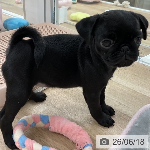 パグの写真