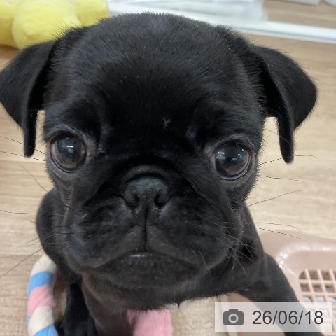 パグの写真