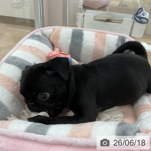 パグの写真