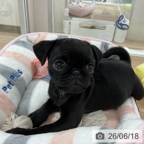 パグの写真