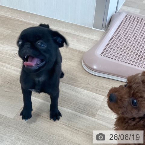 パグの写真