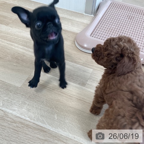 パグの写真