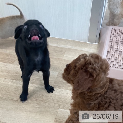 パグの写真
