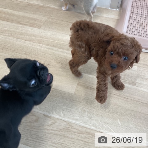 パグの写真