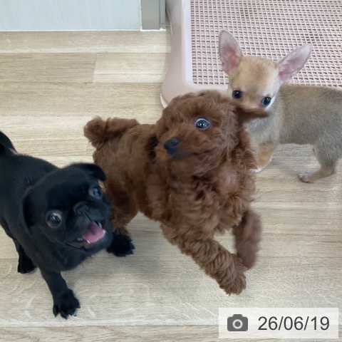 パグの写真