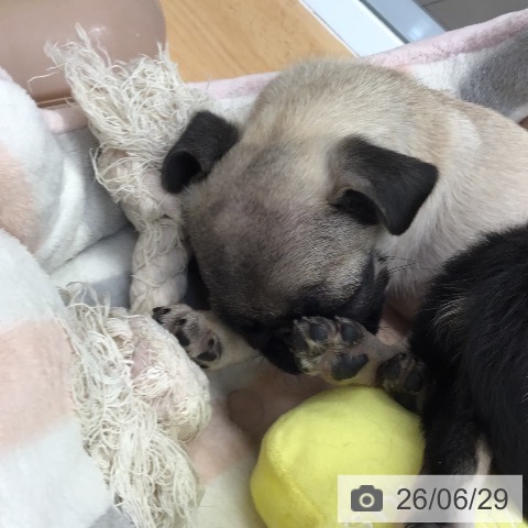 熊本県のパグ (ペットプラス 熊本店/2026年4月16日生まれ/女の子/フォーン)の子犬の3枚目の画像