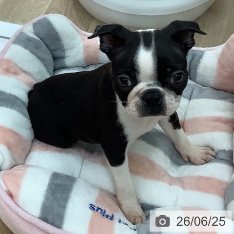 宮崎県のボストンテリア (ペットプラス 宮崎店/2026年4月15日生まれ/女の子/ボストンカラー)の子犬の4枚目の画像
