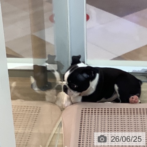 宮崎県のボストンテリア (ペットプラス 宮崎店/2026年4月15日生まれ/女の子/ボストンカラー)の子犬の3枚目の画像