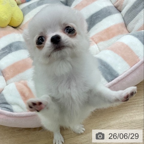 福岡県のチワワ(ロング) (ペットプラス 春日店/2026年4月16日生まれ/男の子/ホワイトクリーム)の子犬の4枚目の画像