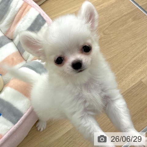 福岡県のチワワ(ロング) (ペットプラス 春日店/2026年4月16日生まれ/男の子/ホワイトクリーム)の子犬の3枚目の画像