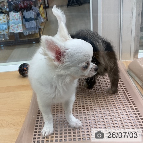 福岡県のチワワ(ロング) (ペットプラス 福岡店/2026年4月16日生まれ/女の子/ホワイトクリーム)の子犬の4枚目の画像