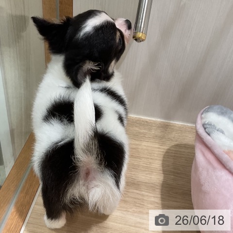 チワワの写真