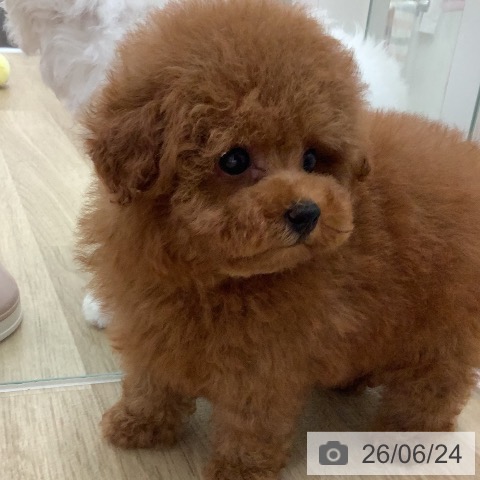 宮崎県のトイプードル(トイ) (ペットプラス 宮崎店/2026年4月17日生まれ/女の子/レッド)の子犬の4枚目の画像
