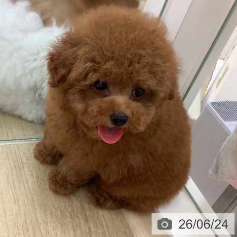 宮崎県のトイプードル(トイ) (ペットプラス 宮崎店/2026年4月17日生まれ/女の子/レッド)の子犬の3枚目の画像