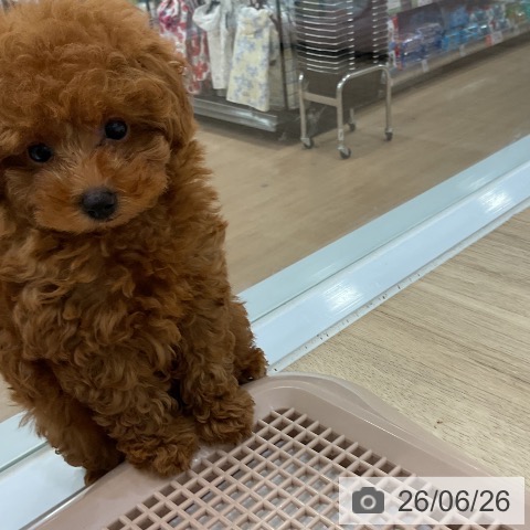 福岡県のトイプードル(トイ) (ペットプラス 香椎浜店/2026年4月17日生まれ/女の子/レッド)の子犬の4枚目の画像