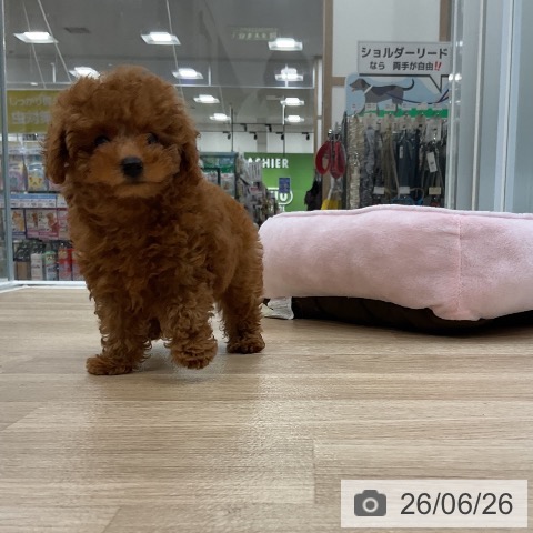 福岡県のトイプードル(トイ) (ペットプラス 香椎浜店/2026年4月17日生まれ/女の子/レッド)の子犬の3枚目の画像
