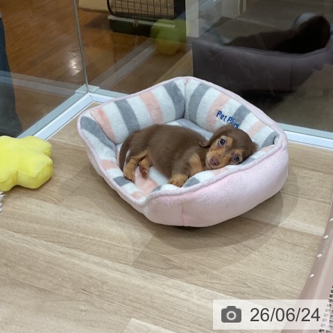 ミニチュア・ダックスフンドの写真