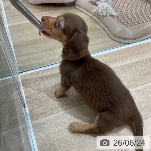 ミニチュア・ダックスフンドの写真