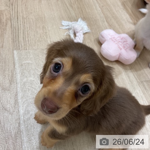 ミニチュア・ダックスフンドの写真
