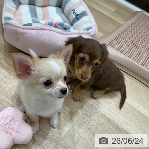 ミニチュア・ダックスフンドの写真