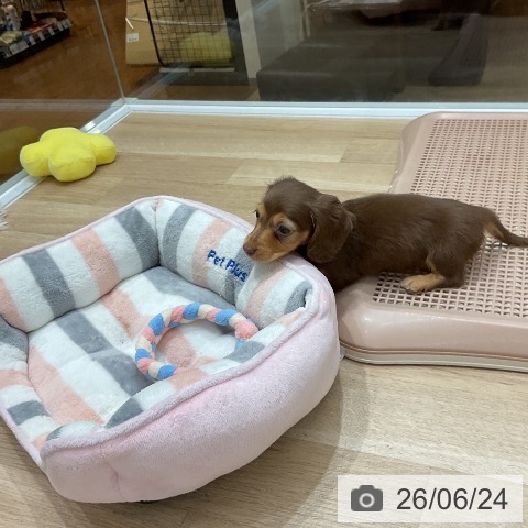 ミニチュア・ダックスフンドの写真