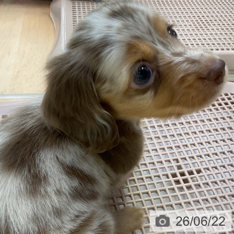 ミニチュア・ダックスフンドの写真