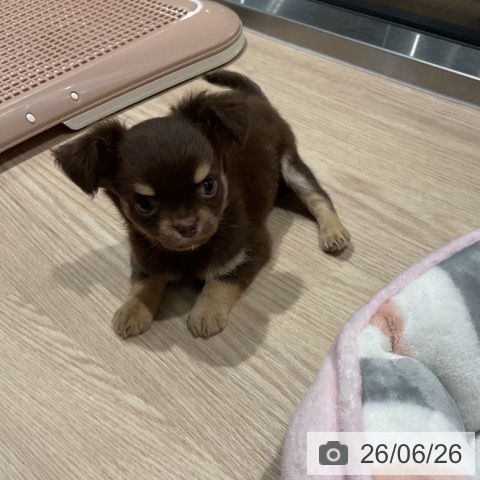 チワワの写真