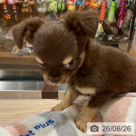 チワワの写真