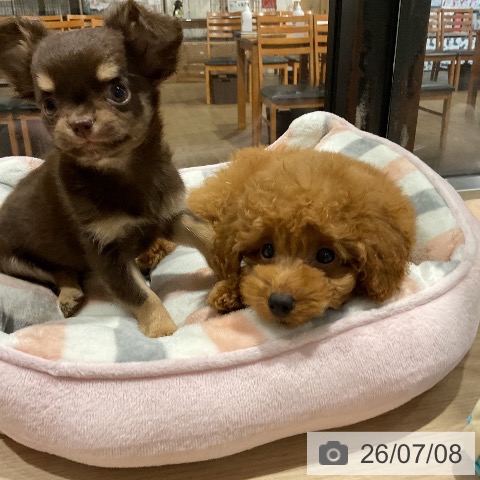 埼玉県のチワワ(ロング) (ペットプラス コクーンシティ店/2026年4月22日生まれ/男の子/チョコレートタン)の子犬の3枚目の画像