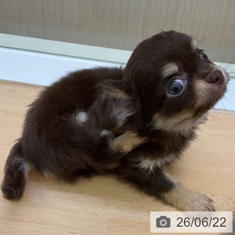 チワワの写真