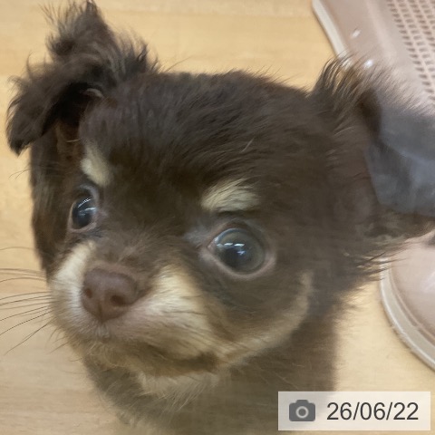 チワワの写真