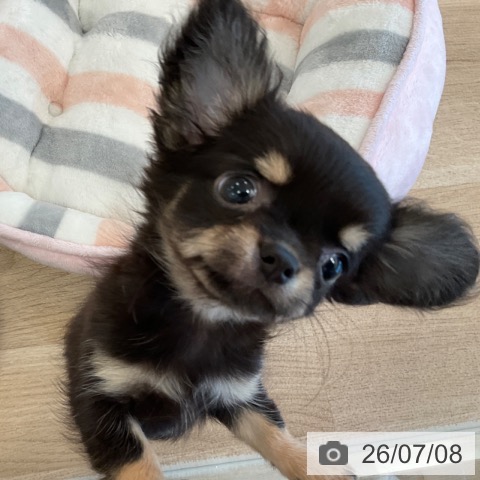 チワワの写真