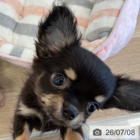 チワワの写真