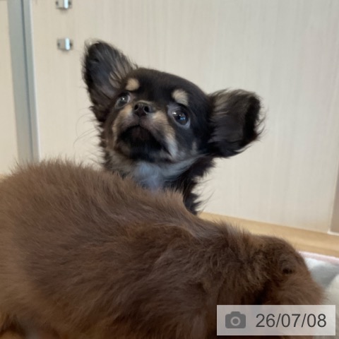 チワワの写真