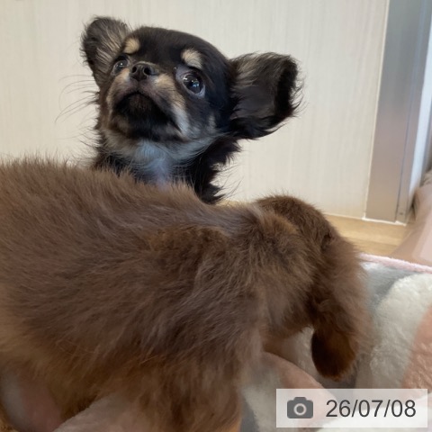 チワワの写真
