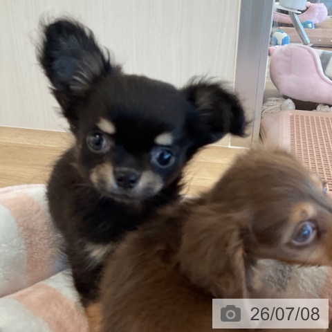 チワワの写真