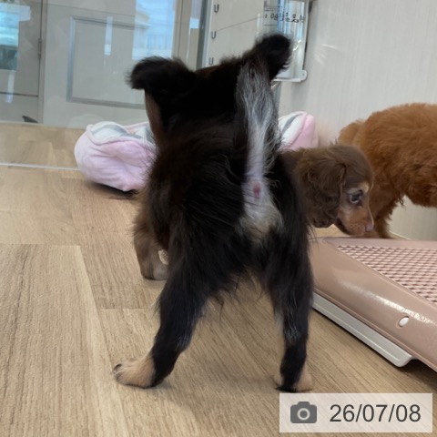 チワワの写真