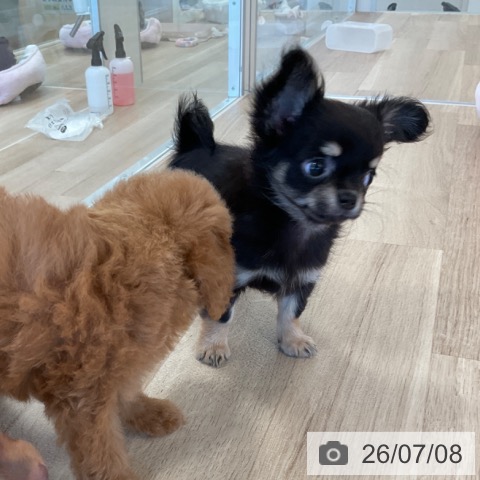 チワワの写真