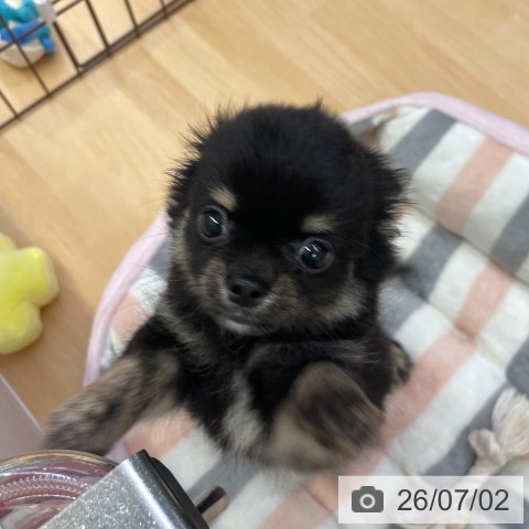 福岡県のチワワ(ロング) (ペットプラス MARK IS 福岡ももち店/2026年4月20日生まれ/男の子/ブラックタン)の子犬の4枚目の画像