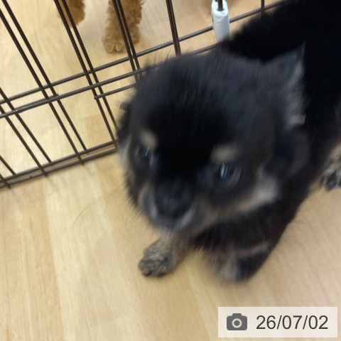 福岡県のチワワ(ロング) (ペットプラス MARK IS 福岡ももち店/2026年4月20日生まれ/男の子/ブラックタン)の子犬の3枚目の画像