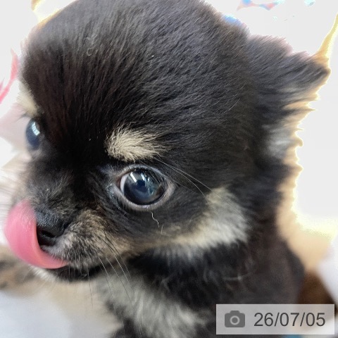 福岡県のチワワ(ロング) (ペットプラス MARK IS 福岡ももち店/2026年4月20日生まれ/男の子/ブラックタン)の子犬の3枚目の画像