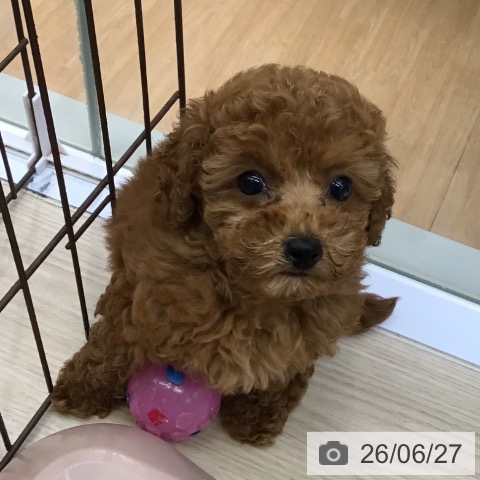 沖縄県のトイプードル(トイ) (ペットプラス 沖縄ライカム店/2026年4月22日生まれ/女の子/レッド)の子犬の4枚目の画像