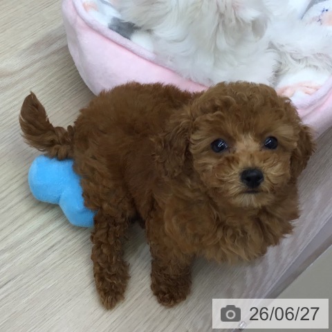 沖縄県のトイプードル(トイ) (ペットプラス 沖縄ライカム店/2026年4月22日生まれ/女の子/レッド)の子犬の3枚目の画像