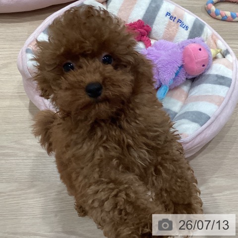 千葉県のトイプードル(トイ) (ペットプラス ユーカリが丘店/2026年4月20日生まれ/男の子/レッド)の子犬の3枚目の画像