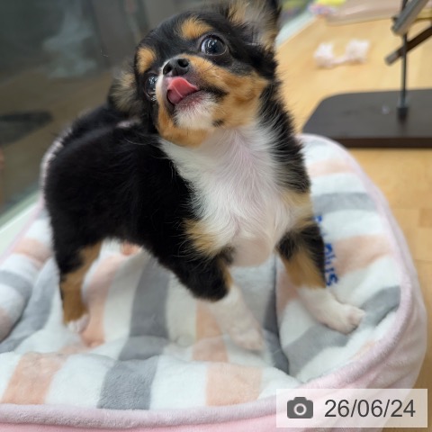 福島県のチワワ(ロング) (ペットプラス イオンタウン郡山店/2026年4月22日生まれ/女の子/ブラックタンホワイト)の子犬の3枚目の画像
