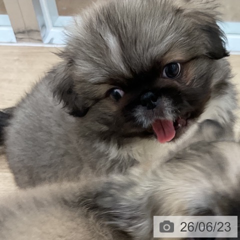 ペキニーズの写真