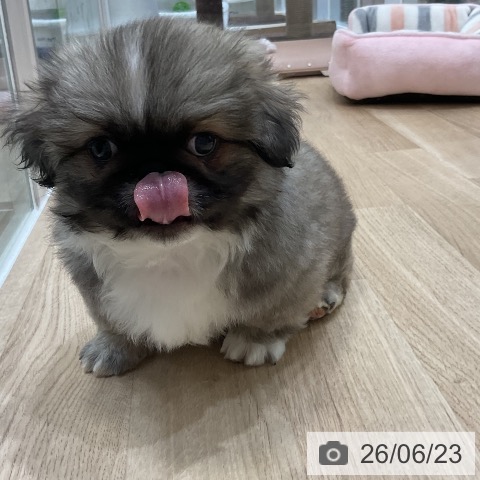 ペキニーズの写真
